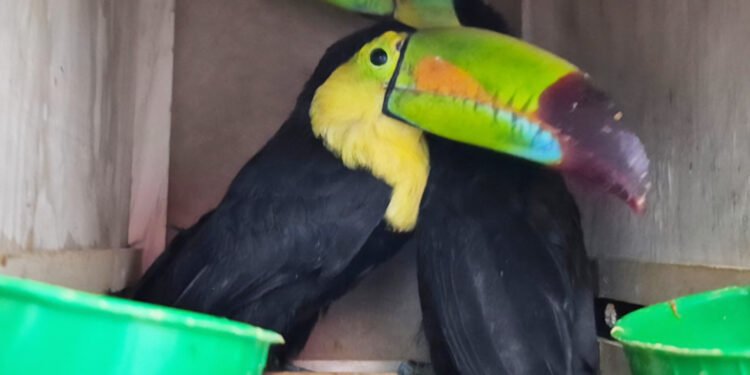 Dos tucanes en una caja: aseguran aves amenazadas en el aeropuerto de Chihuahua