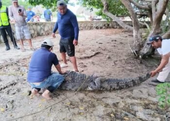 ¿Qué pasó con el cocodrilo de Chiquilá? Lo reubican lejos de la comunidad
