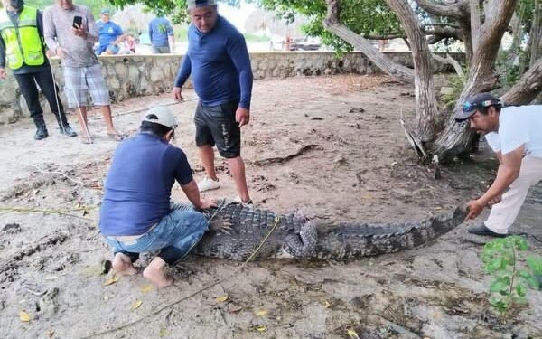 ¿Qué pasó con el cocodrilo de Chiquilá? Lo reubican lejos de la comunidad