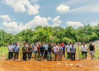 ¿Cómo producir más maíz en Peto? Un proyecto une ciencia y el saber del campo
