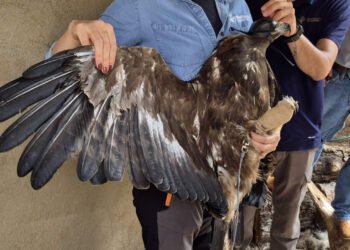 ¡Volvió a conquistar el cielo! Rescatan y liberan águila real en Chihuahua