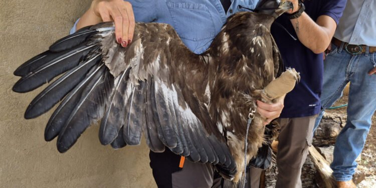 ¡Volvió a conquistar el cielo! Rescatan y liberan águila real en Chihuahua