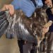 ¡Volvió a conquistar el cielo! Rescatan y liberan águila real en Chihuahua