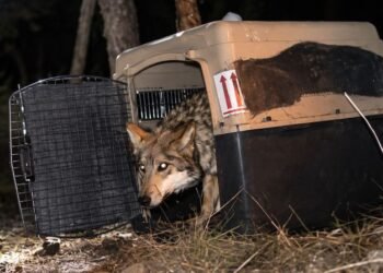 ¿Podrá México recuperar al lobo mexicano? Esta es la meta para salvarlo de la desaparición