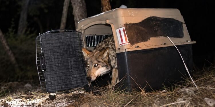 ¿Podrá México recuperar al lobo mexicano? Esta es la meta para salvarlo de la desaparición