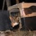 ¿Podrá México recuperar al lobo mexicano? Esta es la meta para salvarlo de la desaparición