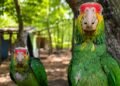 Científicos revelan las “rutas ocultas” del tráfico de loros en México
