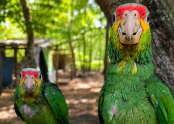 Científicos revelan las “rutas ocultas” del tráfico de loros en México