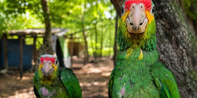 Científicos revelan las “rutas ocultas” del tráfico de loros en México