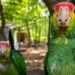 Científicos revelan las “rutas ocultas” del tráfico de loros en México