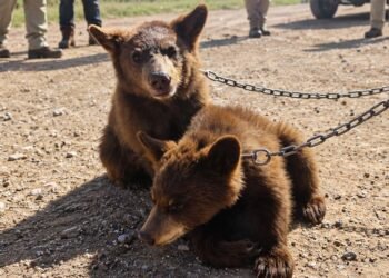 Rescate en Chihuahua: hallan a dos osos negros de pocos meses en cautiverio y con signos de desnutrición