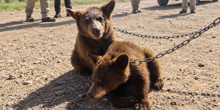 Rescate en Chihuahua: hallan a dos osos negros de pocos meses en cautiverio y con signos de desnutrición