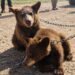 Rescate en Chihuahua: hallan a dos osos negros de pocos meses en cautiverio y con signos de desnutrición