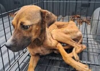 Maltrato animal en Yucatán prende alertas: FGE investiga hasta 300 denuncias