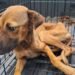 Maltrato animal en Yucatán prende alertas: FGE investiga hasta 300 denuncias