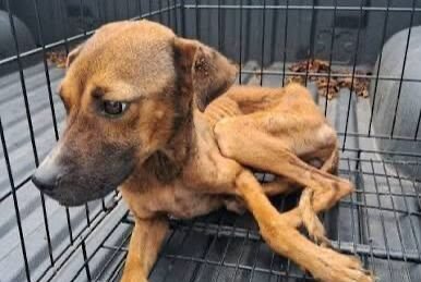 Maltrato animal en Yucatán prende alertas: FGE investiga hasta 300 denuncias