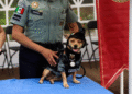 ¿Un chihuahua en la Guardia Nacional? Así es la historia de Comando