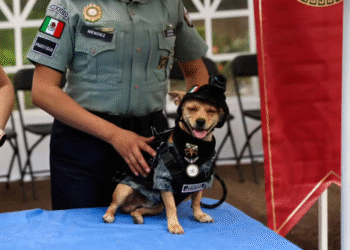 ¿Un chihuahua en la Guardia Nacional? Así es la historia de Comando