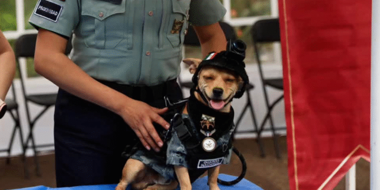 ¿Un chihuahua en la Guardia Nacional? Así es la historia de Comando