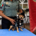 ¿Un chihuahua en la Guardia Nacional? Así es la historia de Comando