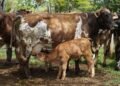 ¿Yucatán tendrá su propio laboratorio contra el gusano barrenador?