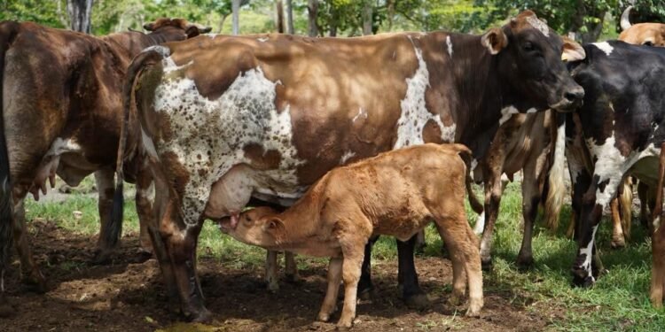 ¿Yucatán tendrá su propio laboratorio contra el gusano barrenador?