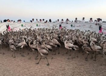 Cientos de flamencos ya tienen identificación: buscan conocer por dónde se desplazan