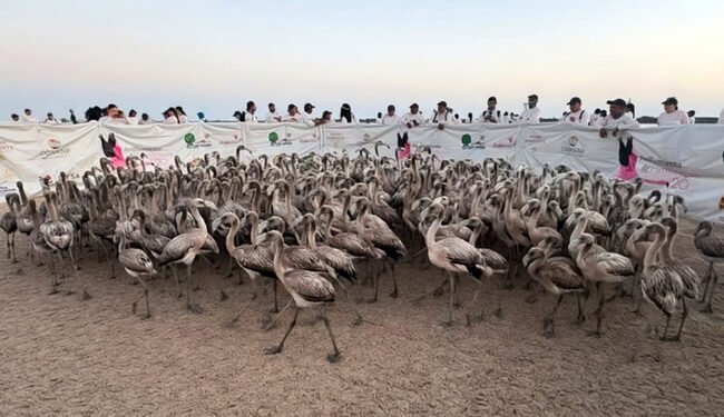 Cientos de flamencos ya tienen identificación: buscan conocer por dónde se desplazan