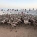 Cientos de flamencos ya tienen identificación: buscan conocer por dónde se desplazan