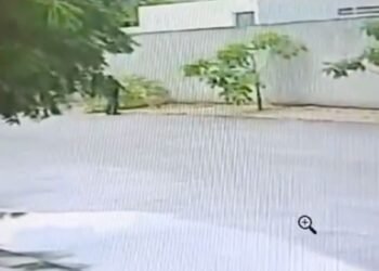 Plantaron árboles para ganarle al calor… y los terminaron cortando