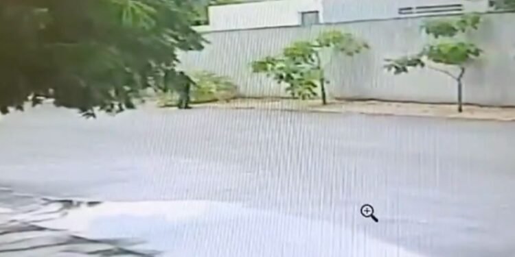Plantaron árboles para ganarle al calor… y los terminaron cortando