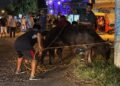 Toro suelto siembra el caos en Kanasín y deja dos lesionados
