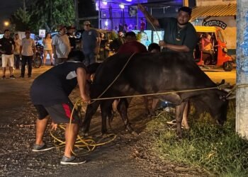 Toro suelto siembra el caos en Kanasín y deja dos lesionados