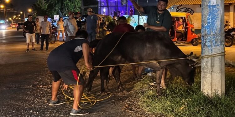 Toro suelto siembra el caos en Kanasín y deja dos lesionados