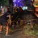 Toro suelto siembra el caos en Kanasín y deja dos lesionados