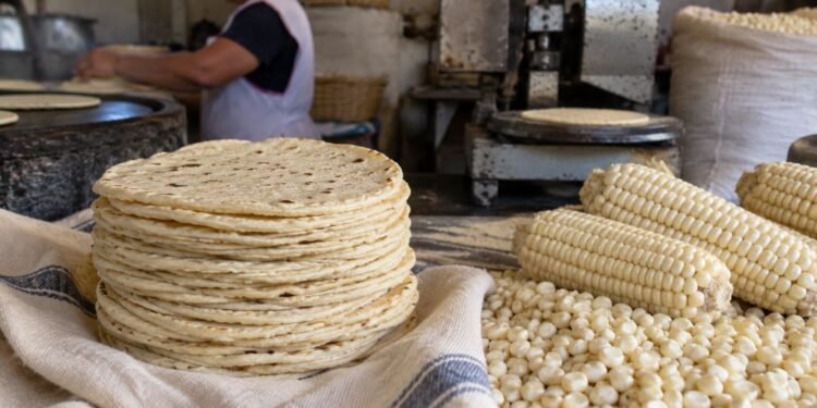 Tortilla más cara, ¿sí o no? Esto pasa con el abasto de maíz blanco