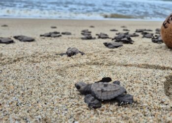 ¡Llegan las tortugas golfinas a Oaxaca! Refuerzan vigilancia para evitar saqueo de nidos