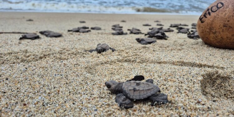 ¡Llegan las tortugas golfinas a Oaxaca! Refuerzan vigilancia para evitar saqueo de nidos