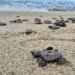 ¡Llegan las tortugas golfinas a Oaxaca! Refuerzan vigilancia para evitar saqueo de nidos