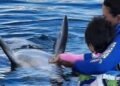 Adiós a Moana: Delfinario Sonora reporta su muerte; faltan respuestas