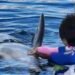 Adiós a Moana: Delfinario Sonora reporta su muerte; faltan respuestas