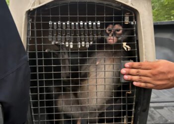 Un tigre, dos monos y dos loros: el hallazgo durante cateos en Michoacán