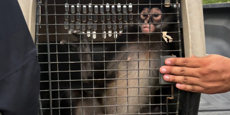 Un tigre, dos monos y dos loros: el hallazgo durante cateos en Michoacán