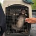 Un tigre, dos monos y dos loros: el hallazgo durante cateos en Michoacán