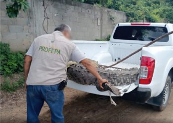 ¡Visitante XXL! Capturan cocodrilo de 2.3 metros en Acapulco Diamante