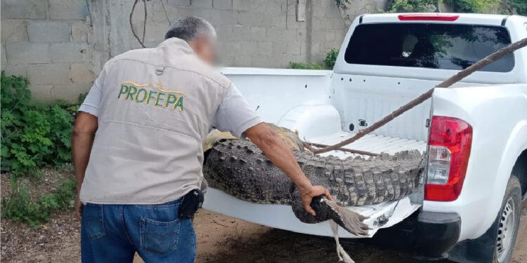 ¡Visitante XXL! Capturan cocodrilo de 2.3 metros en Acapulco Diamante