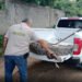¡Visitante XXL! Capturan cocodrilo de 2.3 metros en Acapulco Diamante