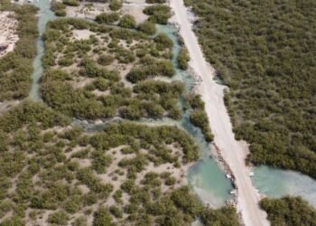 Manglares de Yucatán protegen la costa y enfrentan afectaciones