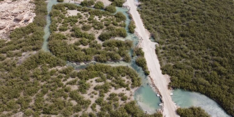 Manglares de Yucatán protegen la costa y enfrentan afectaciones
