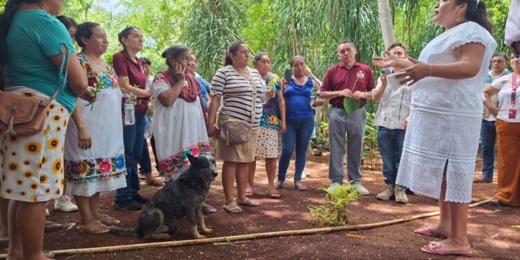 Lengua maya en Yucatán: el reto de recuperar espacios de uso cotidiano